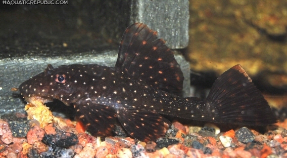 Ancistrus sp. `RIO UCAYALI`